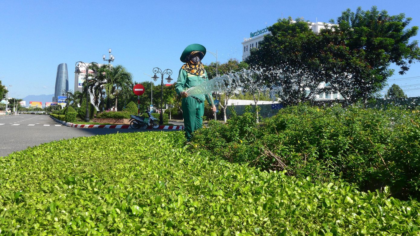 Chăm sóc cây xanh 7 ngày Đà Nẵng đứng yên Chăm sóc cây xanh 7 ngày Đà Nẵng đứng yên