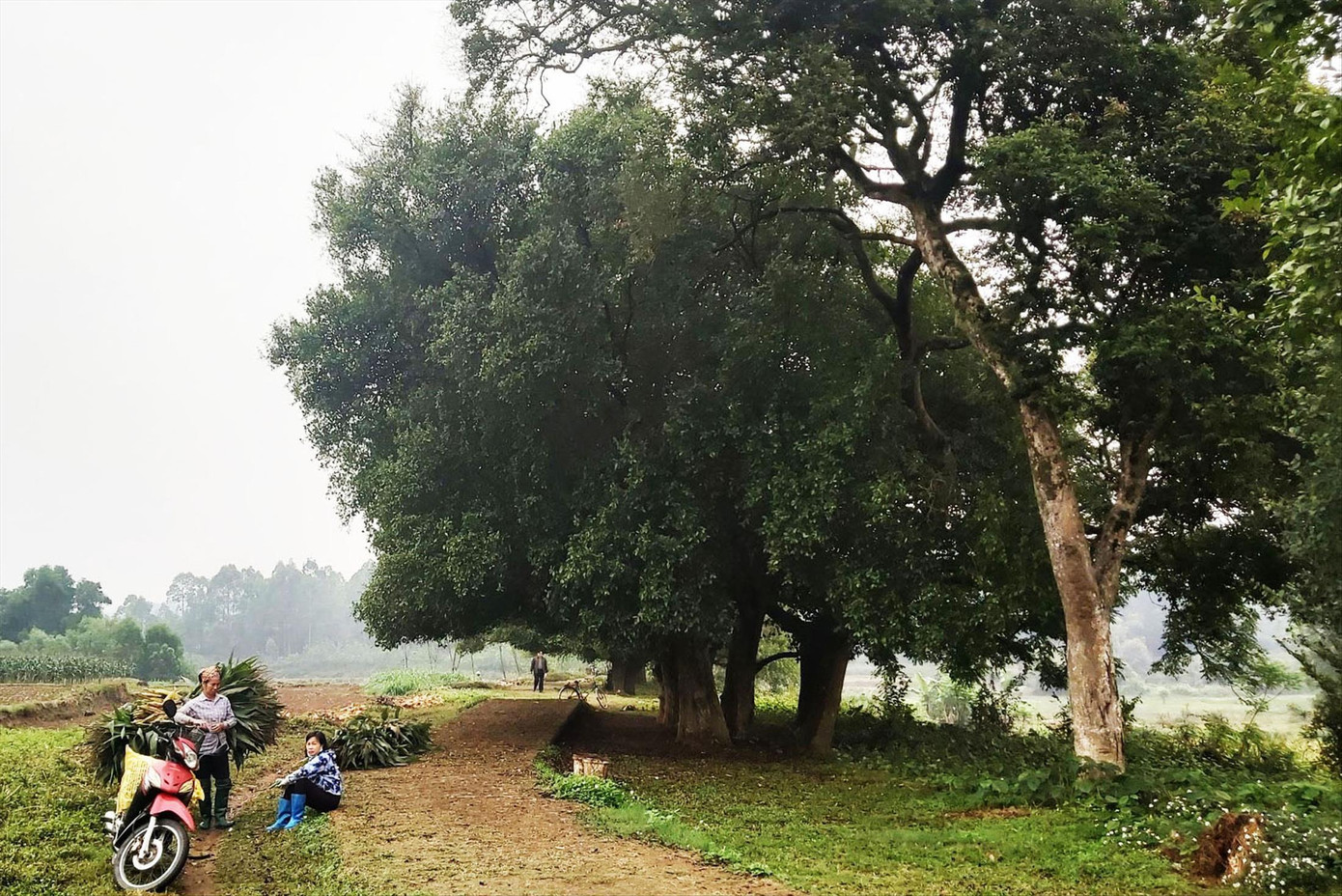 Người dân nghỉ ngơi dưới rặng duối sau thời gian làm việc vất vả. Ảnh: Võ Hóa Người dân nghỉ ngơi dưới rặng duối sau thời gian làm việc vất vả. Ảnh: Võ Hóa
