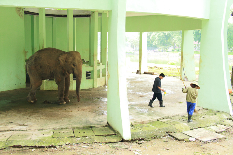 ... trong khi đó, một vài nhân viên đi dọn vệ sinh, xịt nước khử trùng trong chuồng