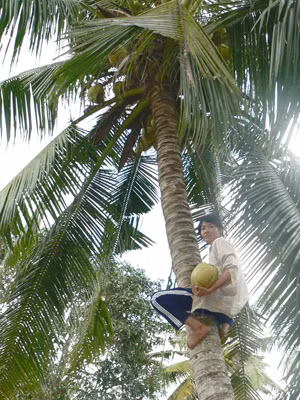 Lan Phương leo dừa mướn. Ảnh: Tùng Huyên
