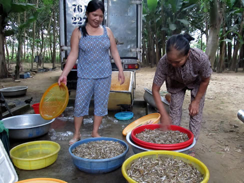 Điểm thu mua cá bống trước khi đem lên phố bán cho các cửa hàng. Điểm thu mua cá bống trước khi đem lên phố bán cho các cửa hàng