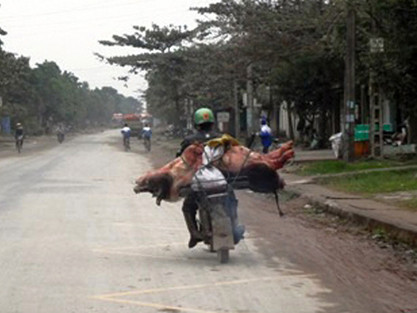 Lợn chết được thương lái chở trên đường (ảnh chụp đoạn qua thị trấn Giắt, huyện Triệu Sơn)