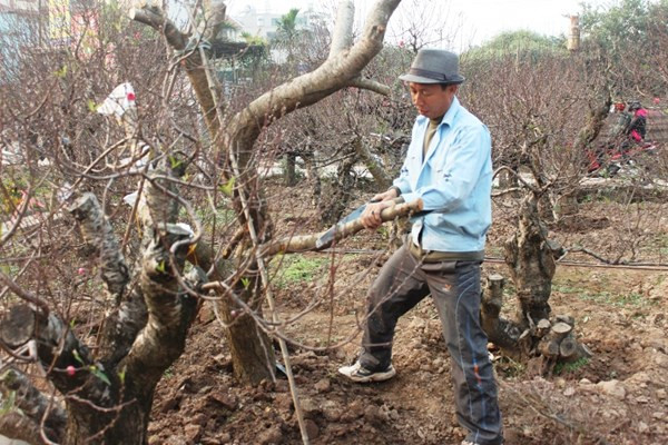 Anh Dũng (Nhật Tân - Hà Nội) đang chăm sóc cho vườn đào (Ảnh Duyên Duyên). Anh Dũng (Nhật Tân - Hà Nội) đang chăm sóc cho vườn đào (Ảnh Duyên Duyên)