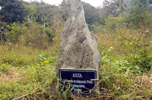  Kiểm lâm không mang cây sưa trồng vào khu vực riêng trong Vườn quốc gia Cúc Phương mà đem đi bán