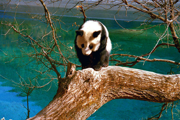  Những con gấu trúc ở Cửu Trại Câu