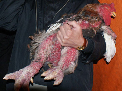 Vào dịp Tết, các đại gia lại đổ xô săn gà Đông Tảo. . Vào dịp Tết, các đại gia lại đổ xô săn gà Đông Tảo.