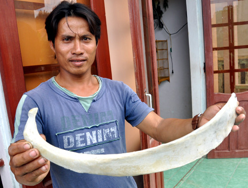 Bên cạnh những nồi gốm cổ, các ngư dân còn lặn tìm thấy nhiều mảnh xương trắng ngà, cong hình vòng cung trông giống màu chiếc ngà voi