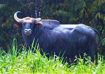 Chưa xác định được liệu đây có phải là con bò tót vừa bị giết thịt. Ảnh: Báo Lâm Đồng. Chưa xác định được liệu đây có phải là con bò tót vừa bị giết thịt. Ảnh: Báo Lâm Đồng