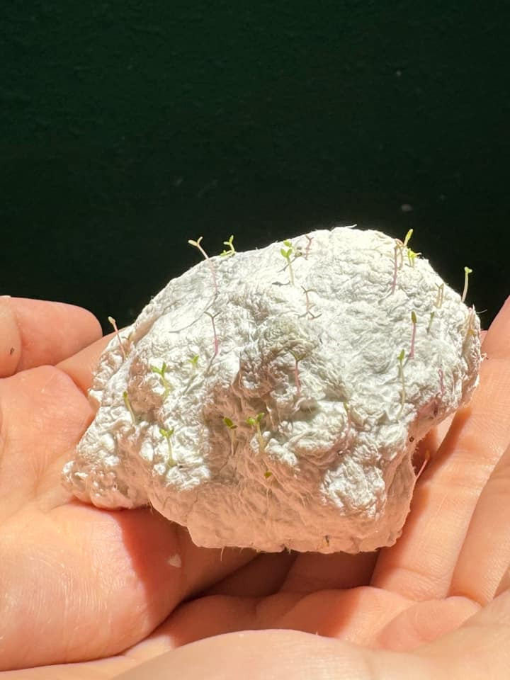 Tấm thiệp khi được gieo xuống đất và tưới nước đều đặn sẽ nảy mầm. Tấm thiệp khi được gieo xuống đất và tưới nước đều đặn sẽ nảy mầm.