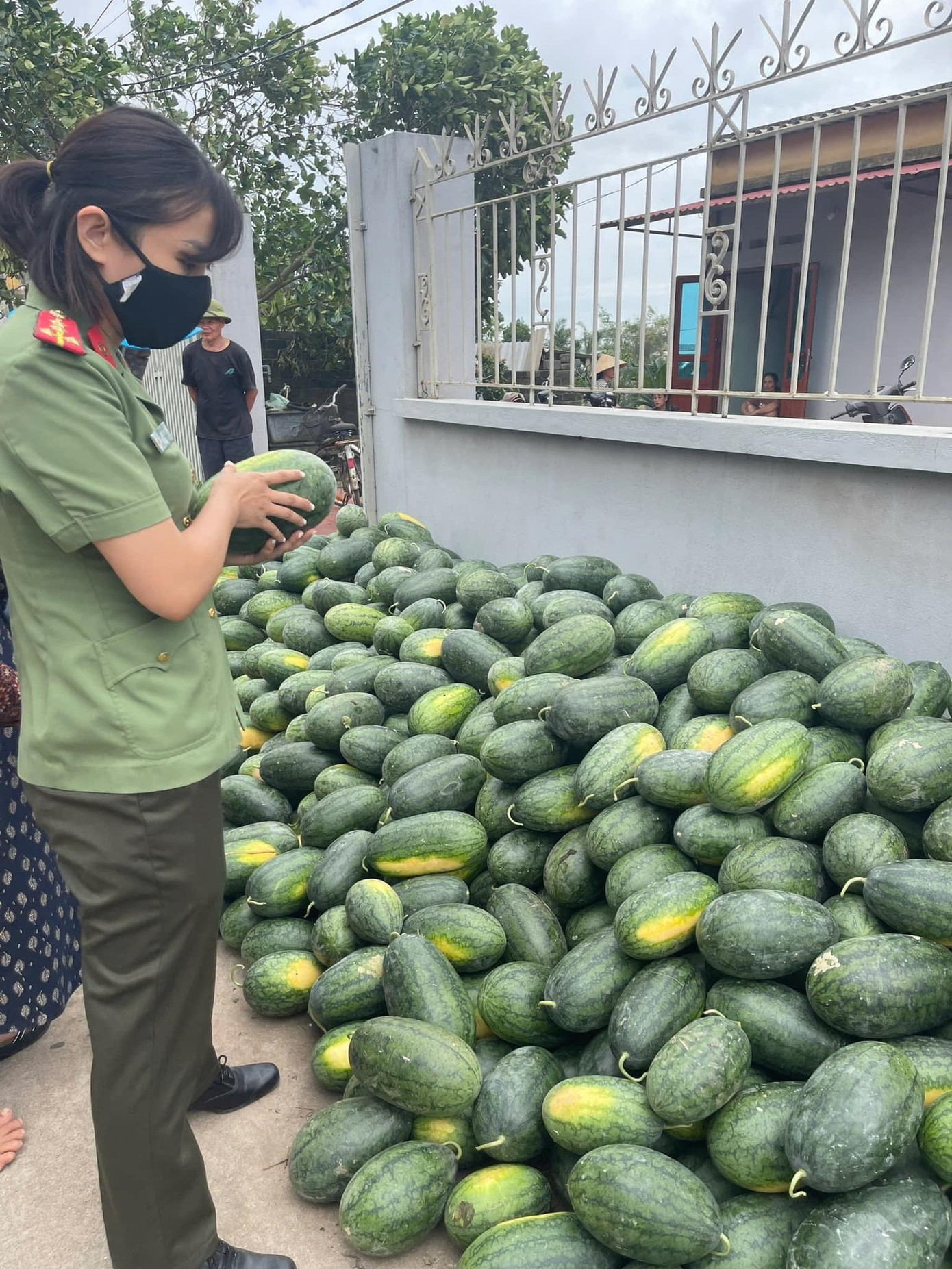 Nhiều tấn dưa dự kiến sẽ đưa dưa về khu vực chợ Yên Duyên để giải cứu giúp bà con nông dân. Ảnh: Xuân Xuân