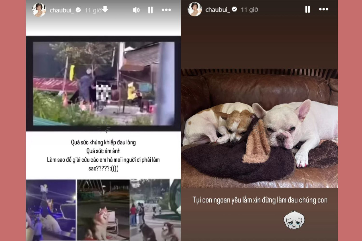 Châu Bùi xót xa trước cảnh các chú cún bị đánh đập. Châu Bùi xót xa trước cảnh các chú cún bị đánh đập.