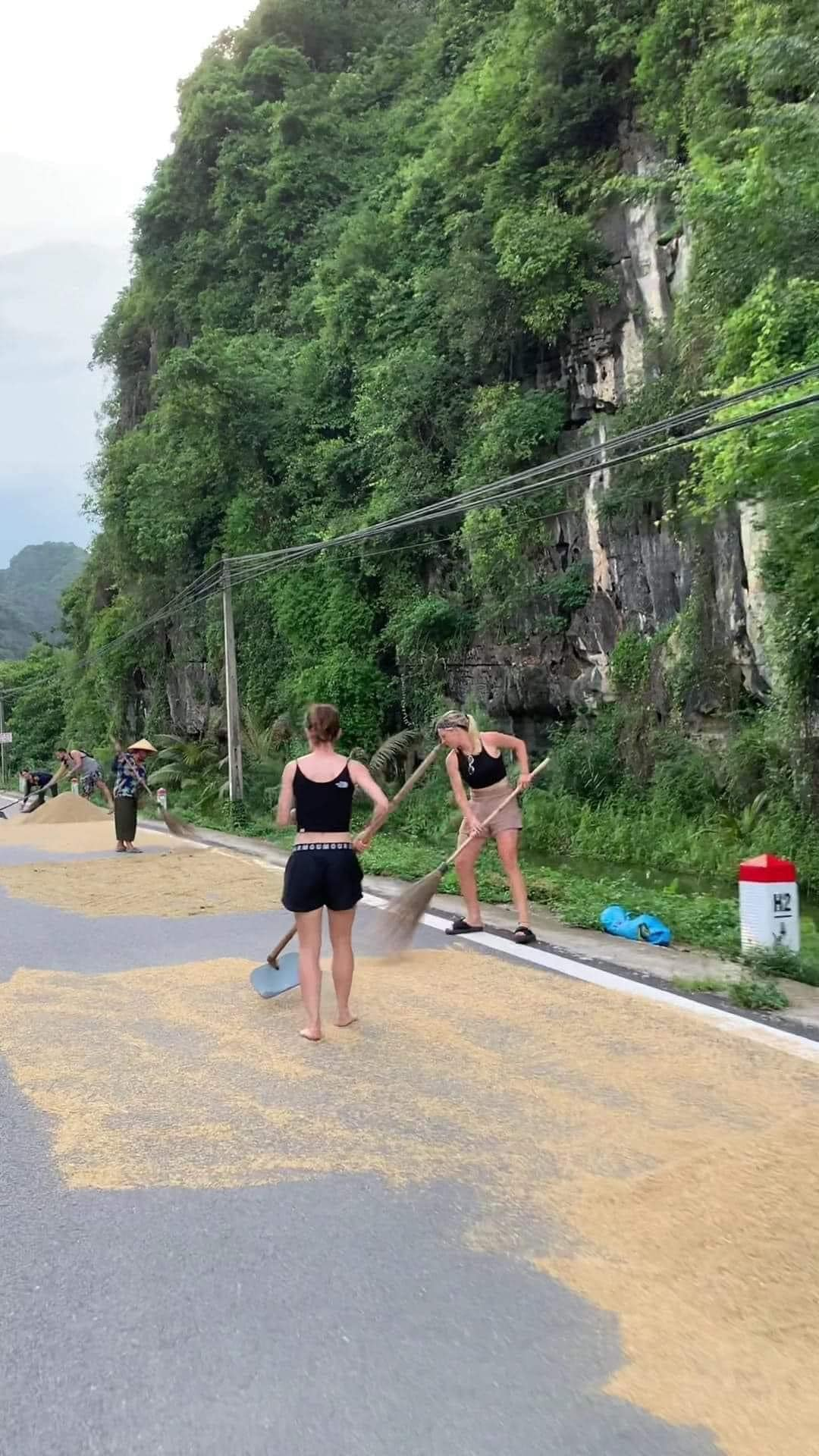 Du khách không ngại bỏ cả dép, hăng hái giúp người dân "chạy lúa" thật nhanh.