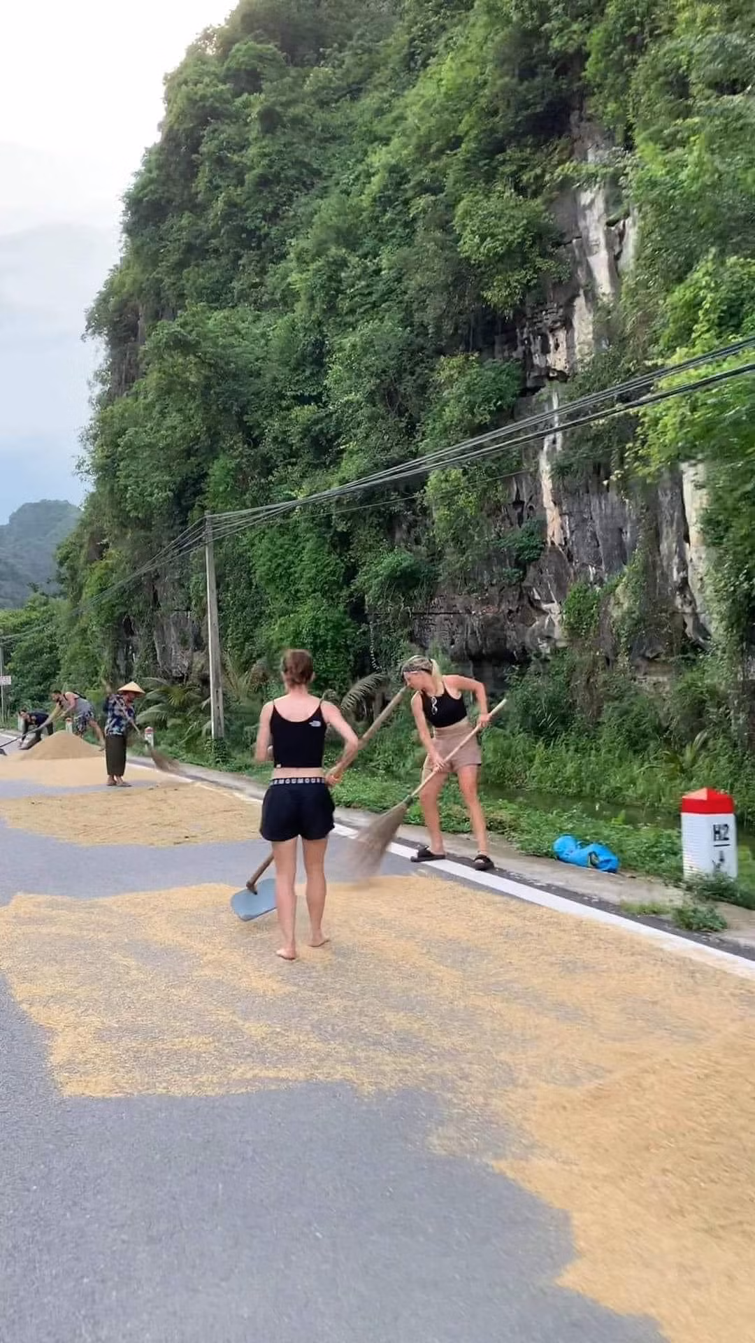 Du khách không ngại bỏ cả dép, hăng hái giúp người dân "chạy lúa" thật nhanh.
