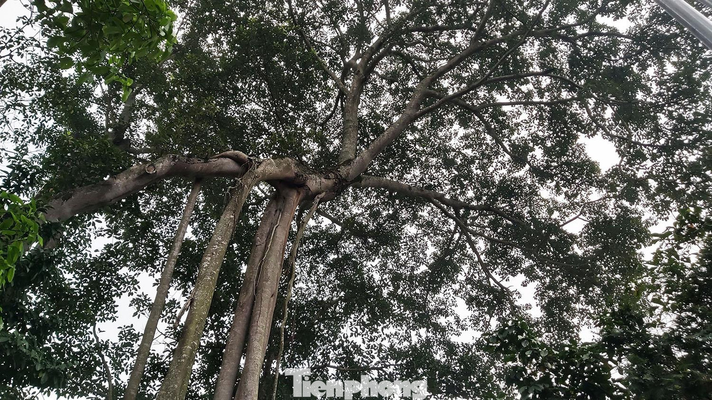 Qua bao nhiêu thăng trầm của lịch sử, bất chấp thời gian, cây đa thần Rùa huyền thoại của xóm Rùa vẫn đứng đó với những bành rễ tạo hình như những bộ chân móng của thần Rùa, phần ngọn lá luôn giữ đựợc màu tươi xanh, rất xứng đáng là biểu tượng cho sức sống mãnh liệt của dân tộc.