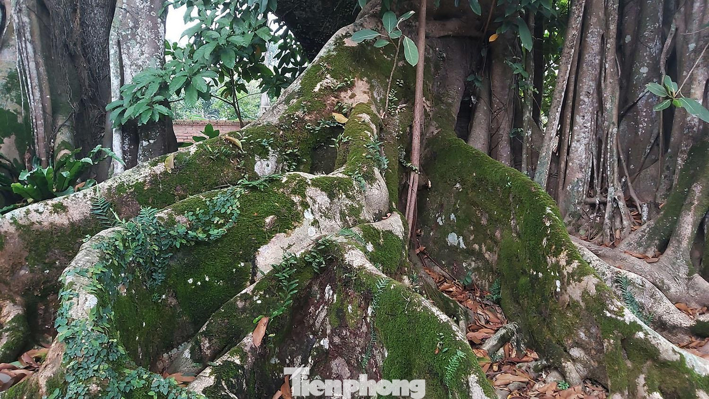 Thân cây có lắm hang nhiều hốc, các rễ lớn trắng phau như được tô phấn; rêu xanh bám chặt, dương xỉ la đà tạo nên vẻ đẹp cổ kính cực kỳ quyến rũ cho cây đa ngàn tuổi này.