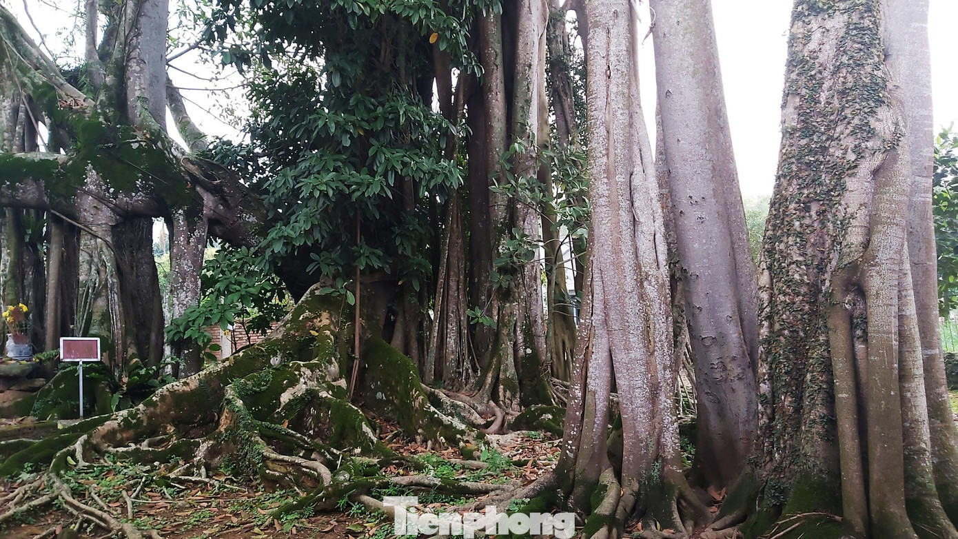 Cây đa thần Rùa hiện nay được đánh giá thuộc vào loại khổng lồ và đẹp nhất Việt Nam.