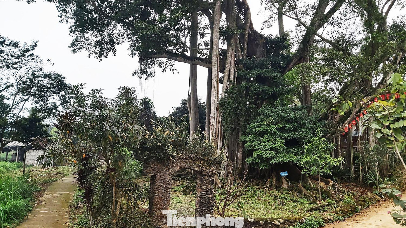 Cây đa tọa lạc trên một bãi đất rộng, xung quanh được bao bọc bằng “bức tường” sắt kiên cố. Ngay bên cạnh là đình làng Rùa, thờ Tản Viên Sơn thánh, mới được tu bổ, sửa chữa một thời gian