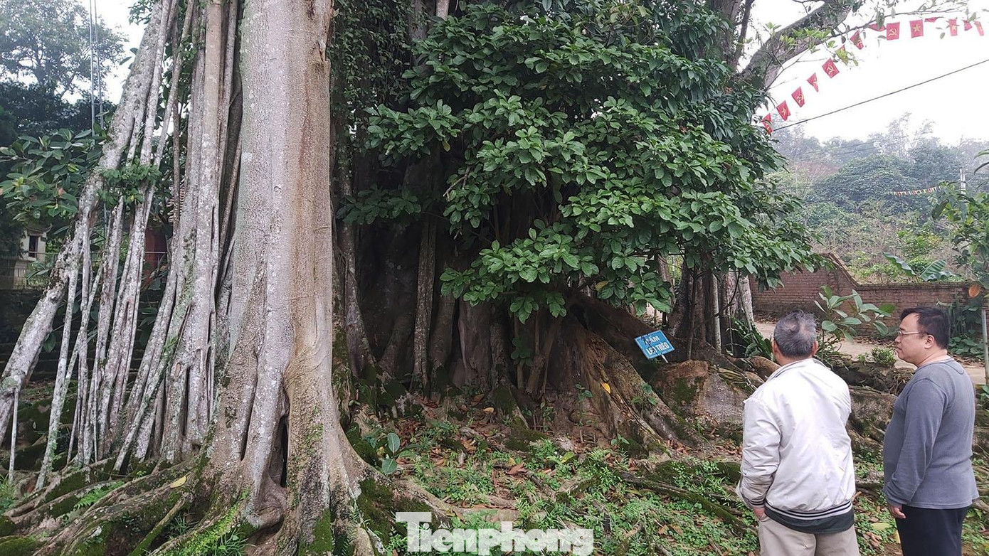 Cũng theo thủ từ Nguyễn Văn Tỵ, đình Rùa từng là cơ sở kháng chiến của các cơ quan tỉnh Sơn Tây và là nơi đào tạo thiếu sinh quân do các tướng Hoàng Thái, Hoàng Sâm, Phùng Thế Tài lãnh đạo. Không những vậy, đây còn là cơ sở của Trung đoàn cảm tử 66 mà thời ấy người dân thường gọi Trung đoàn Ký Con nổi tiếng