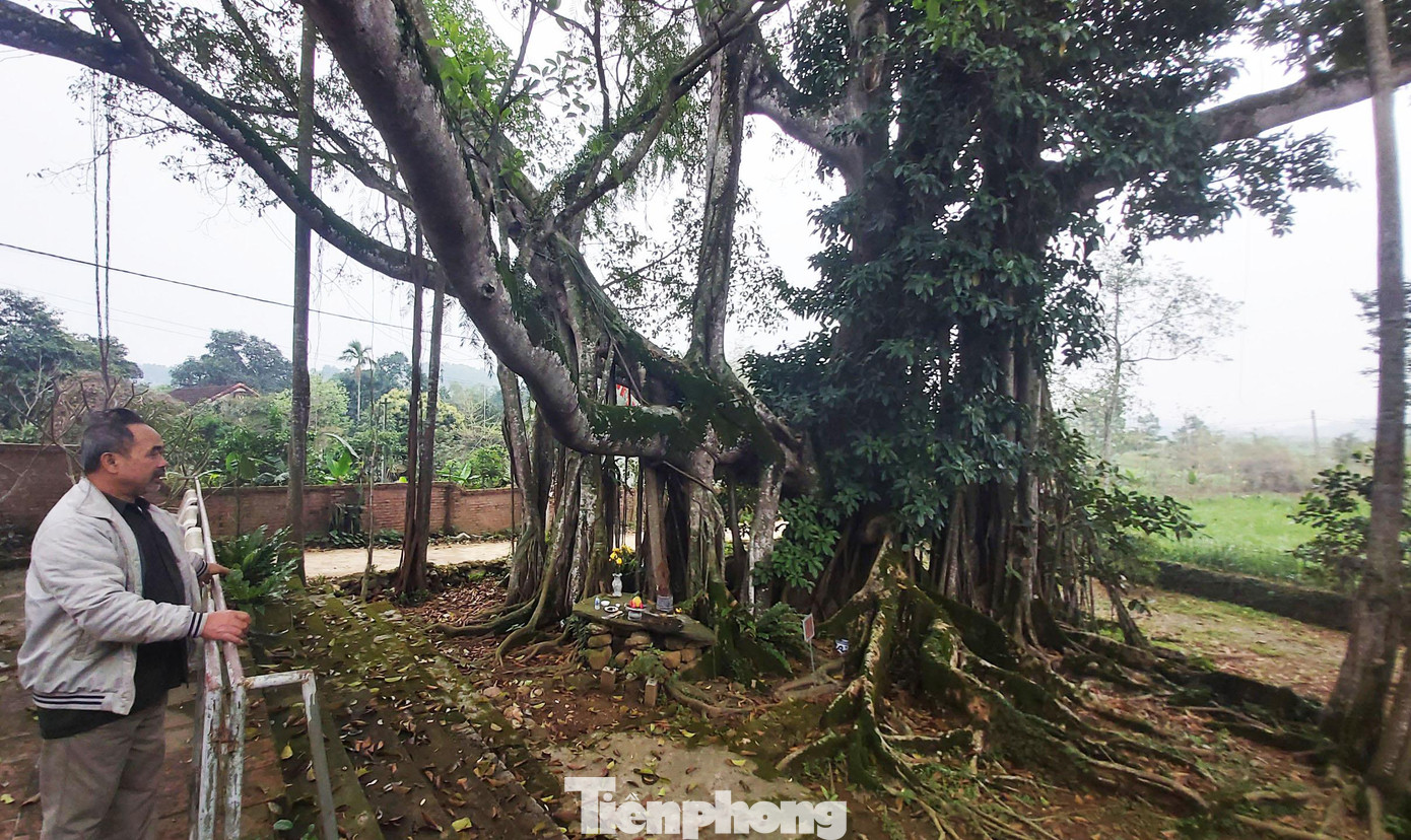 Thủ từ Nguyễn Văn Tỵ (dân tộc Mường, 69 tuổi) cho biết, không ai biết được tuổi thọ chính xác của cây, chỉ biết rằng cây xuất hiện từ đời cha ông. Trải qua bao thăng trầm lịch sử, cây đa vẫn đứng vững chãi, rợp bóng mát cho làng.