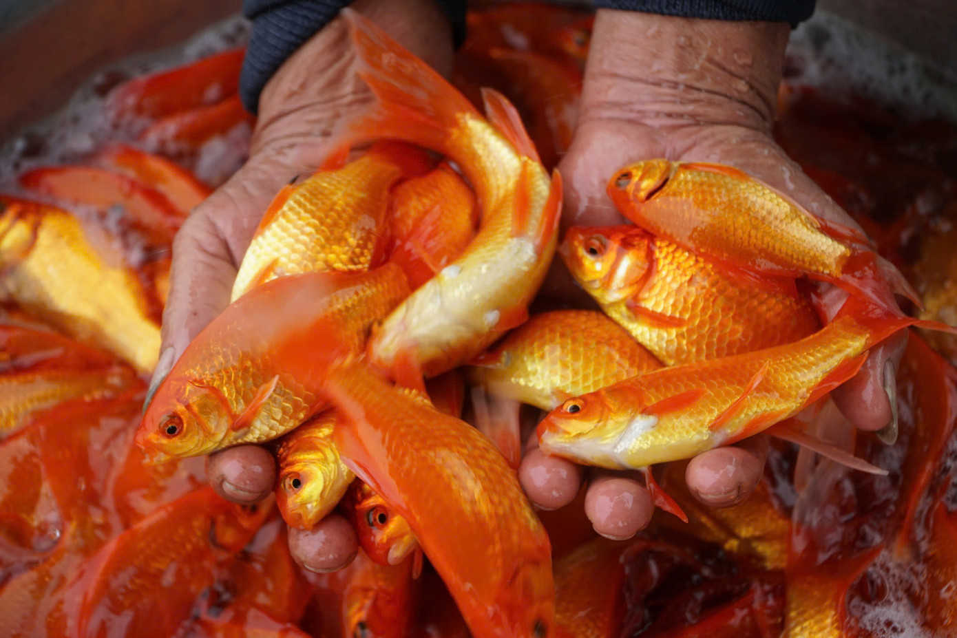 Cá chép đỏ ở các ao nuôi thị trấn Tân Phong. Cá chép đỏ ở các ao nuôi thị trấn Tân Phong.