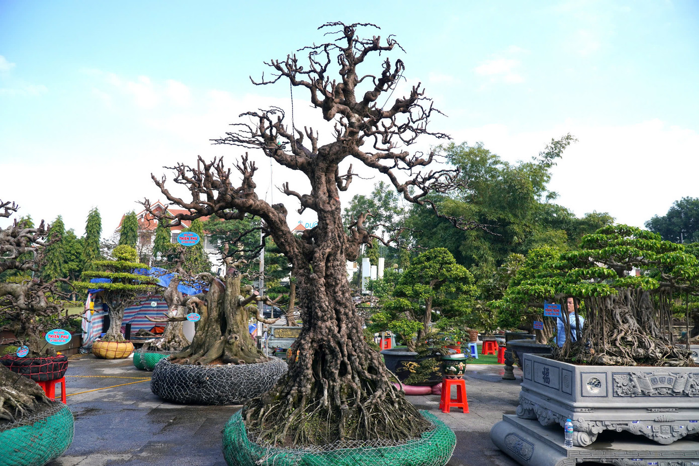 "Tuy nhiên, để cây hoàn thiện như bây giờ, tôi phải chăm sóc, tạo hình thêm. Hiện tôi rao bán cây này với giá 2,2 tỷ đồng. Đây là lần đầu tiên tôi mang cây khế ra Thanh Hóa trưng bày"- anh Phú thông tin.