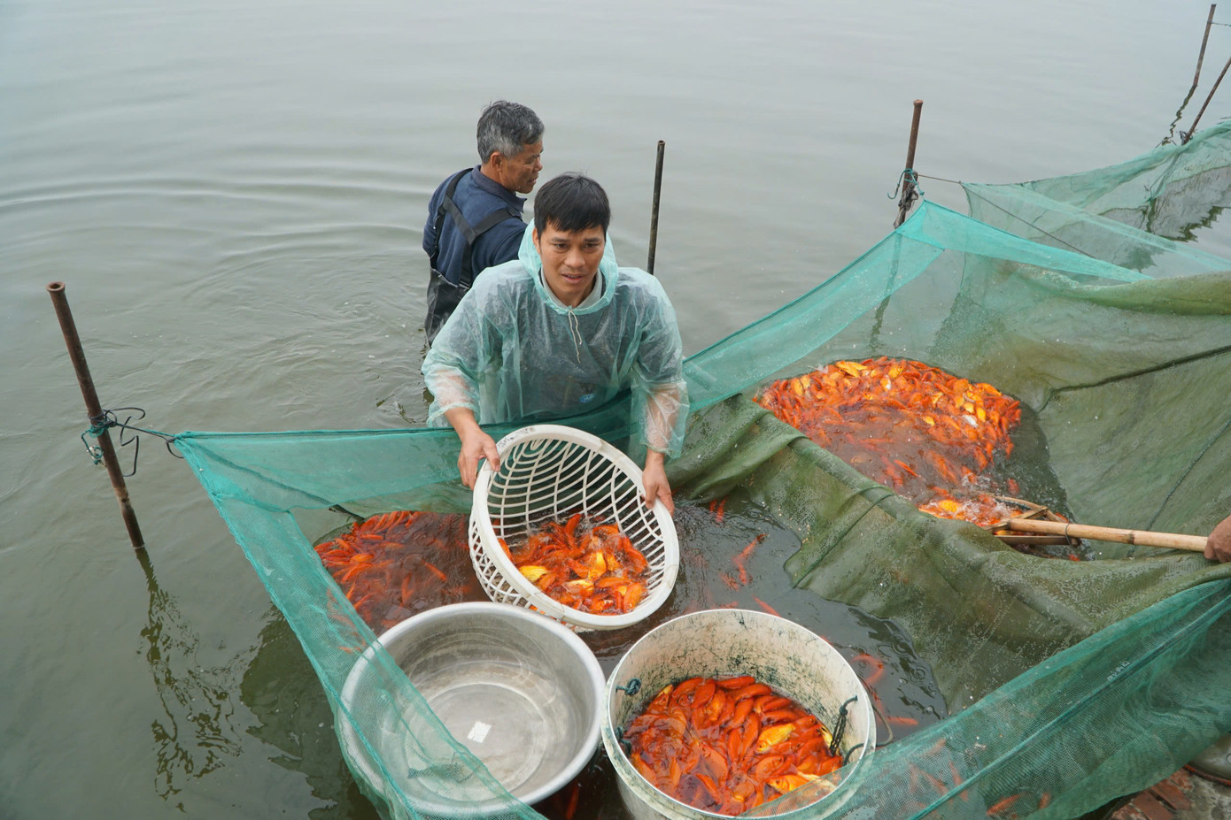 Thị trấn Tân Phong có truyền thống nuôi cá chép đỏ. Thị trấn Tân Phong có truyền thống nuôi cá chép đỏ.