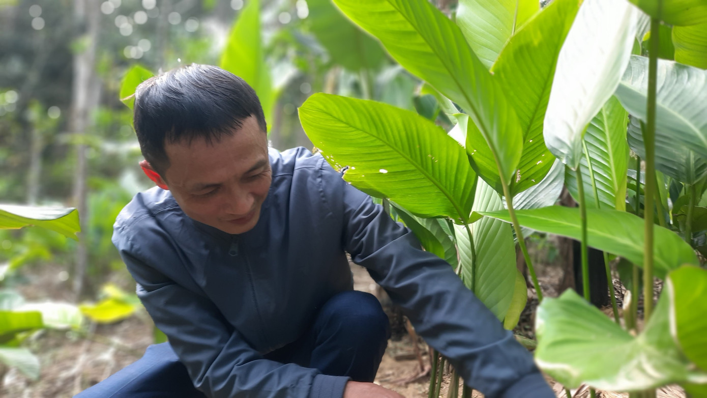 Vườn lá dong nhà anh Kính.