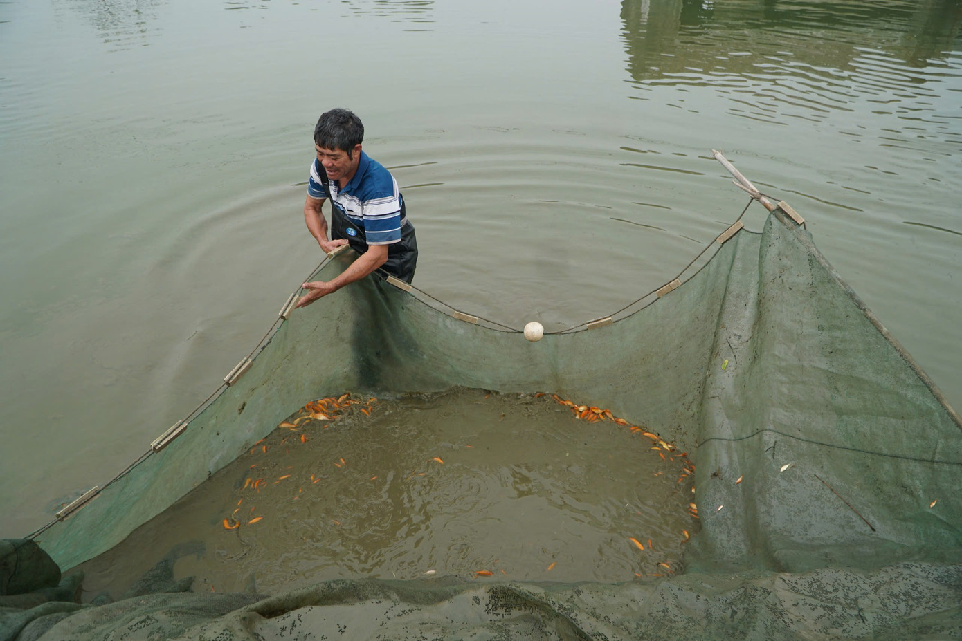 Mùa thu hoạch của các chủ ao cá chép đỏ. Mùa thu hoạch của các chủ ao cá chép đỏ.