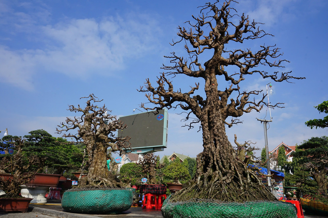 Ngoài ra, hội chợ cũng quy tụ nhiều cây khế có dáng cổ, lạ