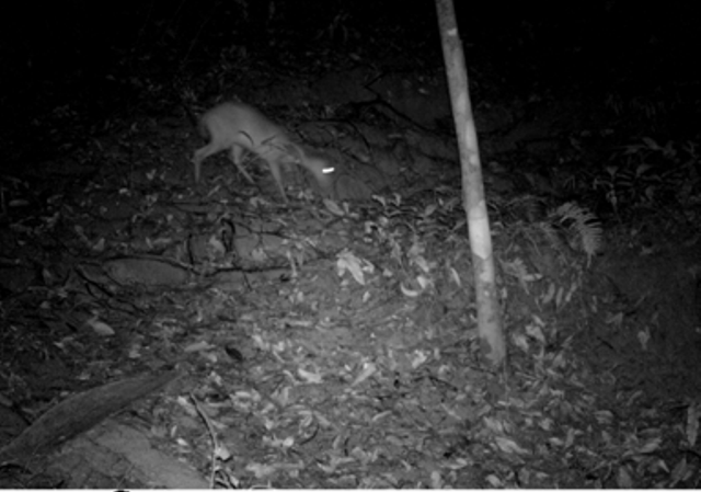 Hình ảnh loài Mang quý hiếm được lực lượng chức năng ghi nhận tại khu rừng Xuân Liên