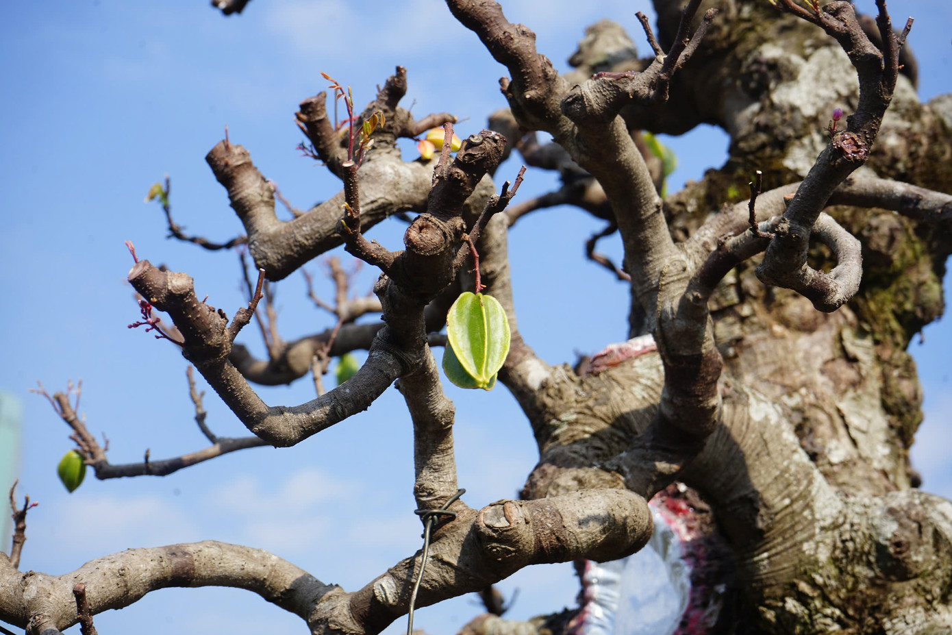 Theo anh Phú, cây khế này ra hoa, quả quanh năm. Do quá trình vận chuyển xa nên anh Phú đã phải cắt hết lá và tán.