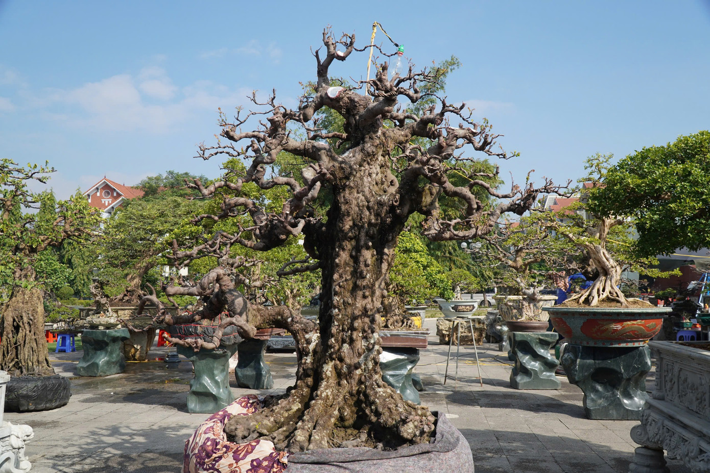 Một trong những cây khế giá hơn 1 tỷ đồng tại chợ hoa Tết ở thành phố Thanh Hóa