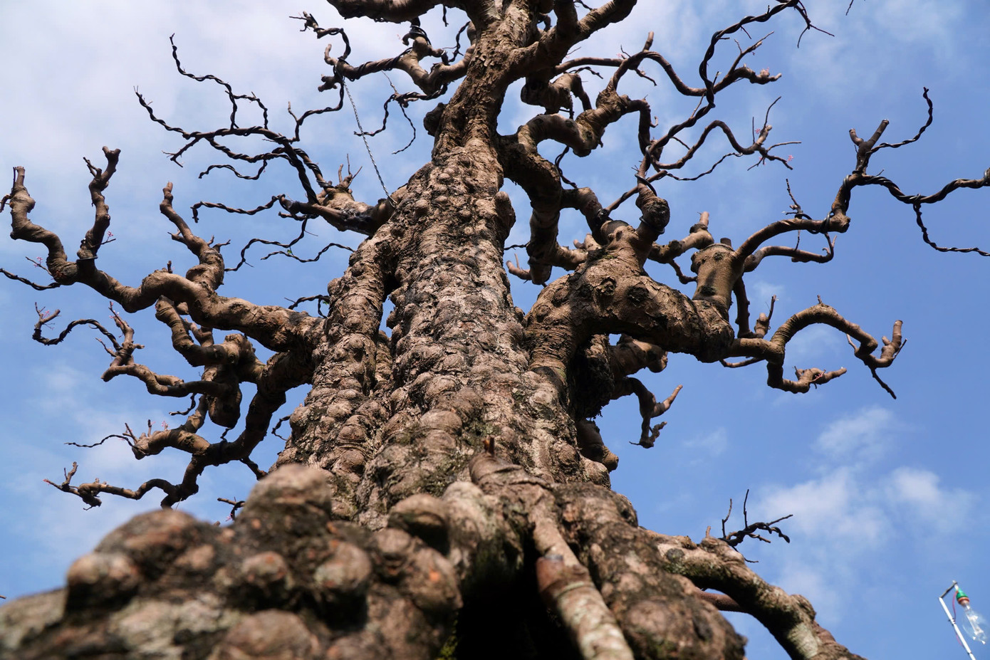 Cây khế có thân sần sùi, cao khoảng 4m, được rao với giá 2,2 tỷ đồng