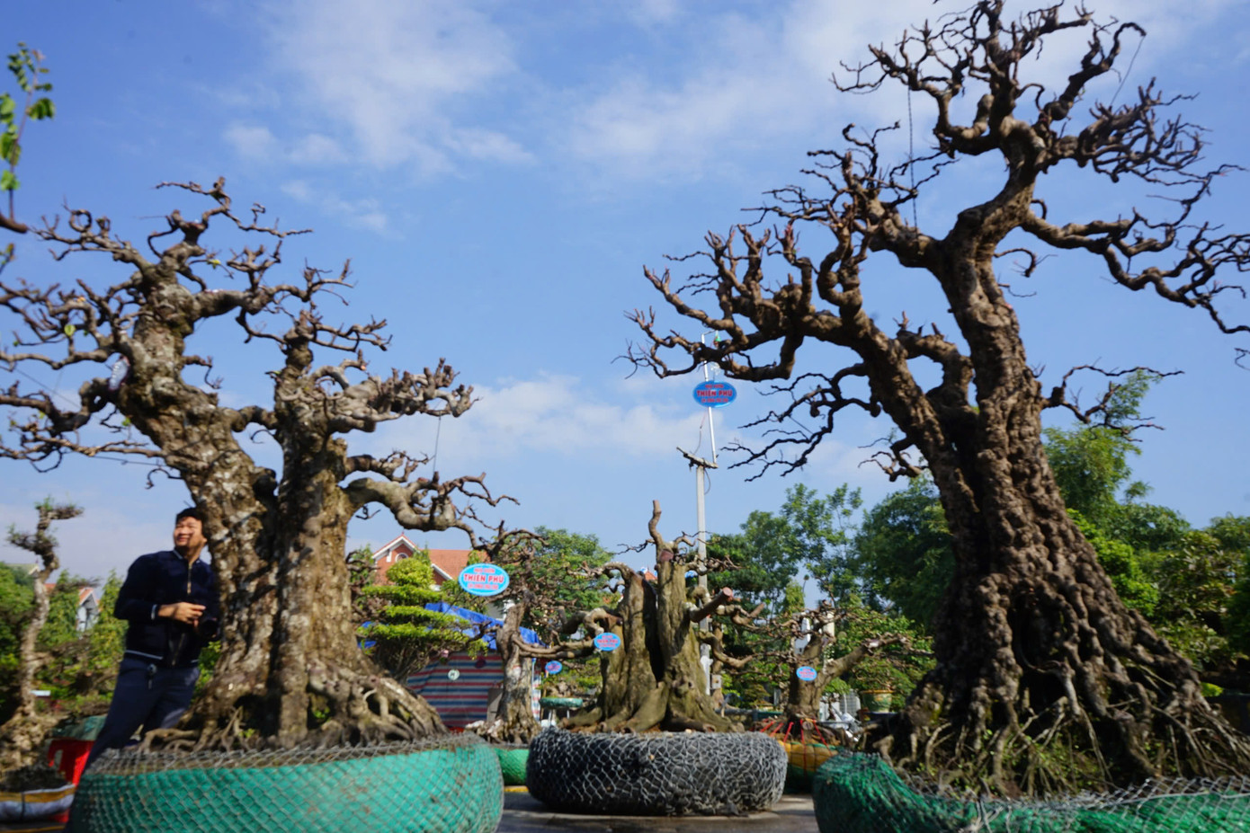 Người dân không chỉ ngạc nhiên với dáng hình các cây khế mà còn bất ngờ với giá rao bán hàng tỷ đồng mỗi cây