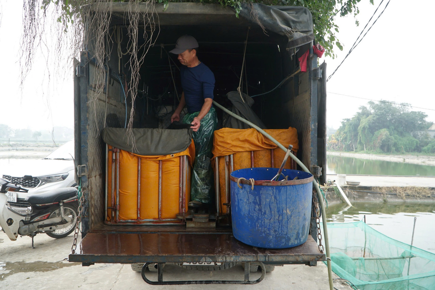 Các thương lái đến mua các chép đỏ. Các thương lái đến mua các chép đỏ.