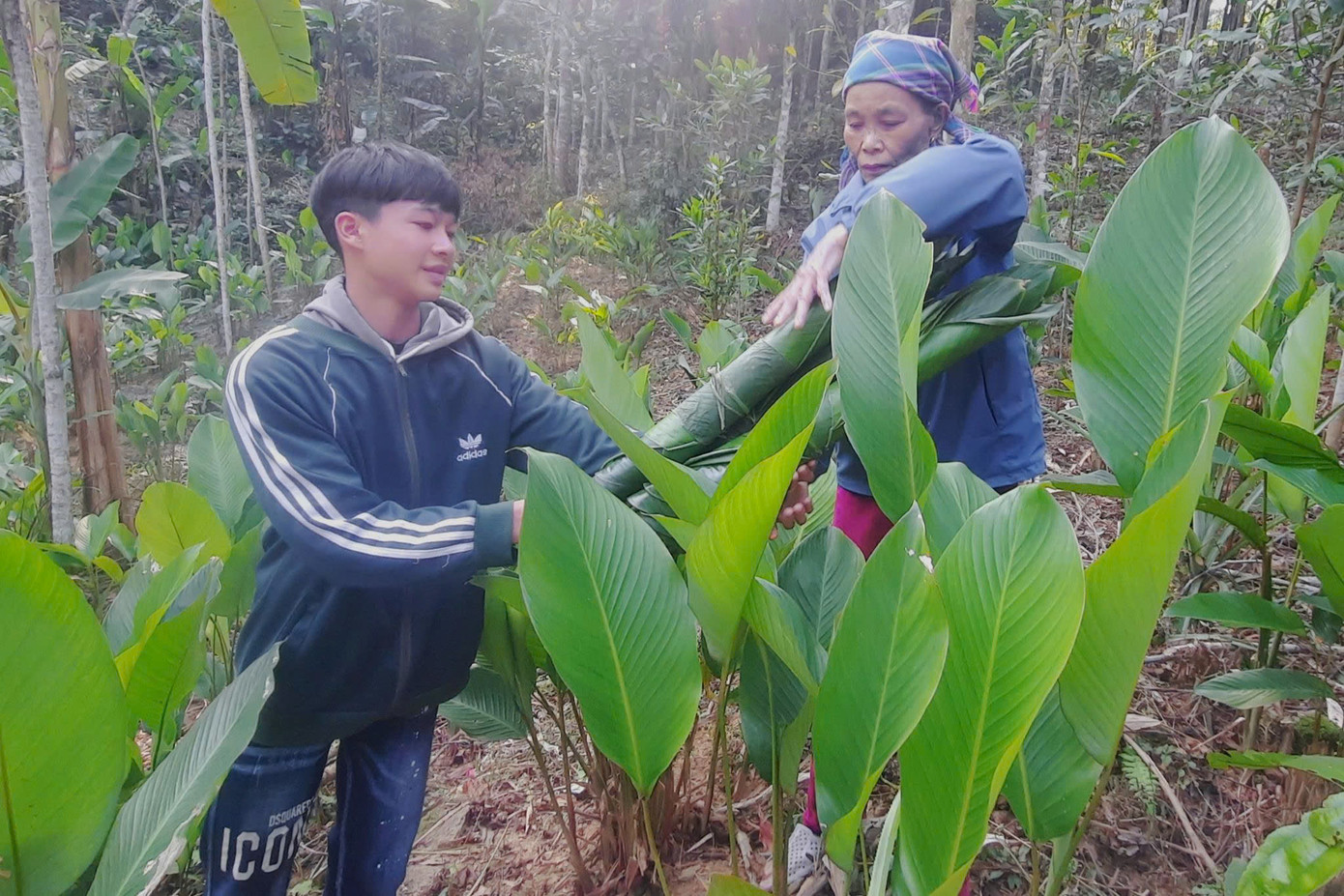 Bà Quýnh và người thân cắt lá dong để đem bán.