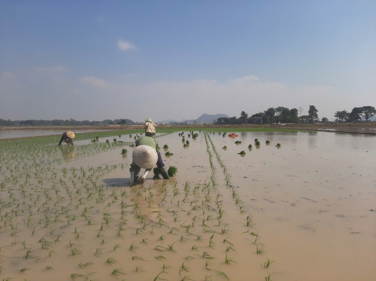 Giá rét nhưng người dân vẫn cấy lúa cho kịp thời vụ. Để giữ ấm, bảo đảm sức khoẻ khi xuống đồng cấy lúa, người dân trang bị ủng, bao tay. Dù rất mệt, nhưng tận dụng chút ấm áp của ánh nắng mặt trời, nhiều người dân đã thông trưa để làm đất, nhổ mạ, gieo cấy.