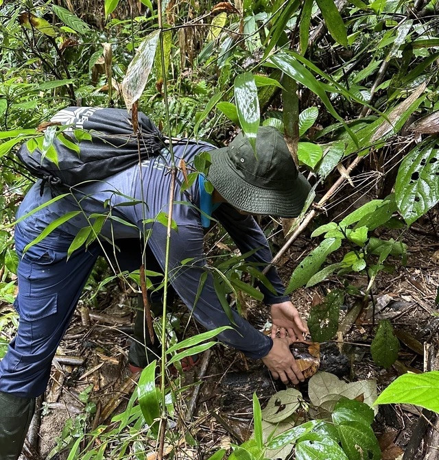 Thả rùa trán vàng miền Bắc về môi trường tự nhiên