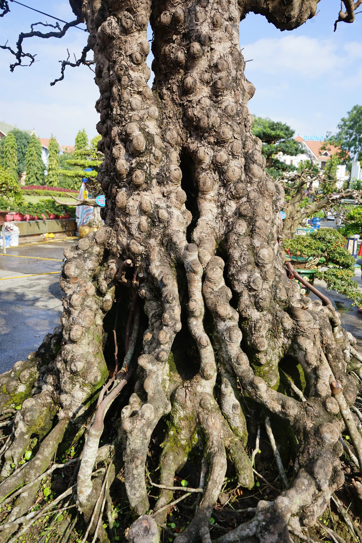 Bộ rễ chùm tạo thế cây vững chắc