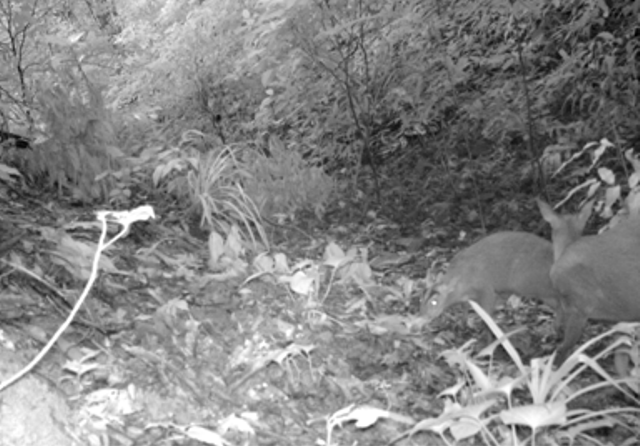 Loài Mang được cho là tuyệt chủng xuất hiện tại rừng Xuân Liên