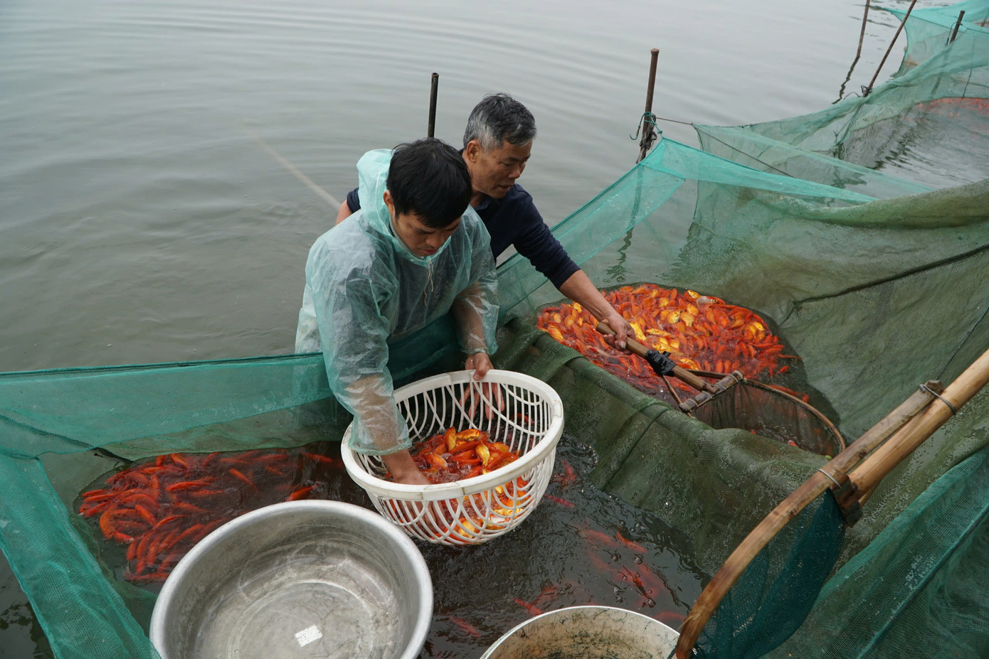 Những mẻ cá chép đỏ cuối năm mang lại niềm vui cho người dân. Những mẻ cá chép đỏ cuối năm mang lại niềm vui cho người dân.