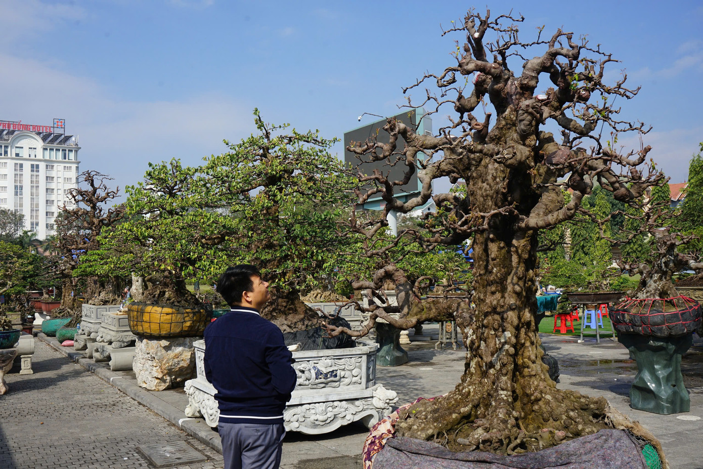 Chủ nhân của những cây khế bạc tỷ này anh Thiên Phú, quê ở tỉnh Vĩnh Long cho biết, cách đây 20 năm, anh mua cây khế này của một cặp vợ chồng trong tỉnh. Khi anh Phú mua cây khế này về, thân cây đã sần sùi, rễ nổi lên từng chùm rất đẹp.