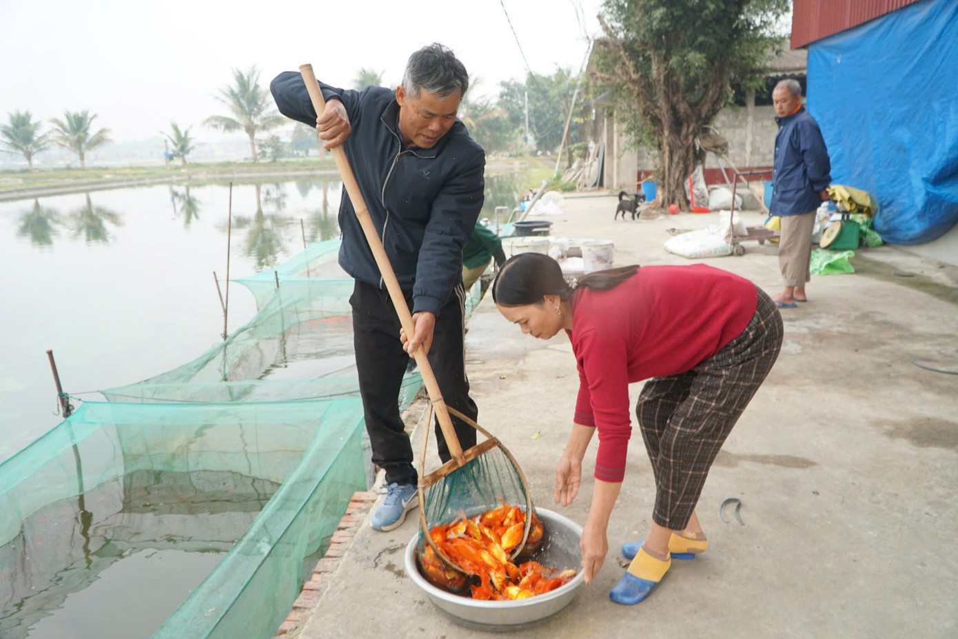 Cá chép đỏ chuẩn bị được bán cho các thương lái. Cá chép đỏ chuẩn bị được bán cho các thương lái.
