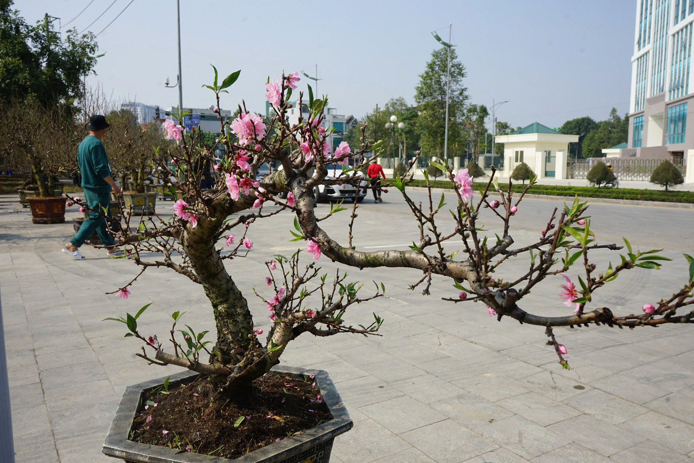Nhiều gốc đào thế đẹp mang theo ý nghĩa về sự may mắn, tài lộc. Nhiều gốc đào thế đẹp mang theo ý nghĩa về sự may mắn, tài lộc.
