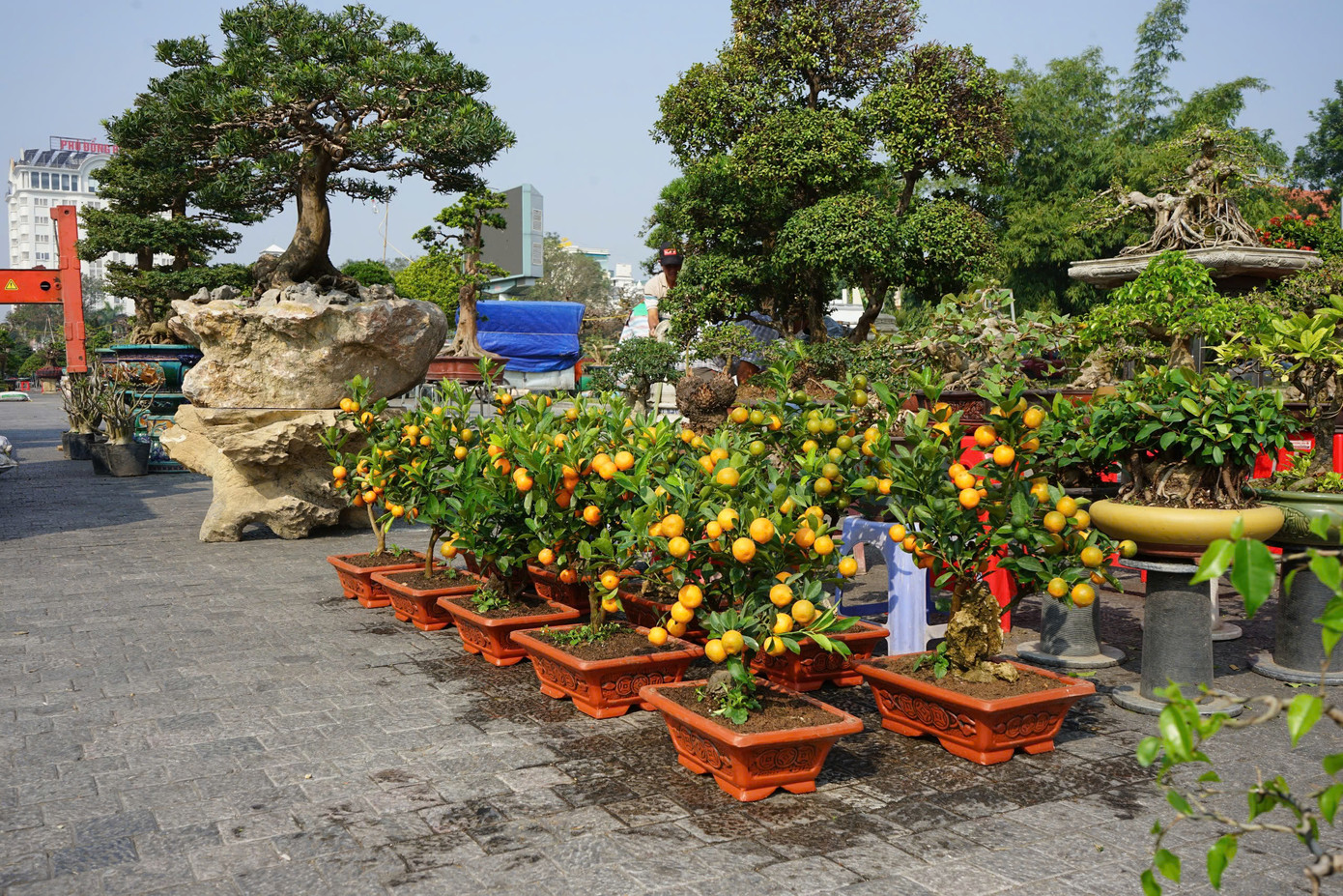 Các tuyến phố "khoác màu áo mới" từ đào, quất, hoa... tạo không khí rộn ràng chuẩn bị đón Tết. Các tuyến phố "khoác màu áo mới" từ đào, quất, hoa... tạo không khí rộn ràng chuẩn bị đón Tết.