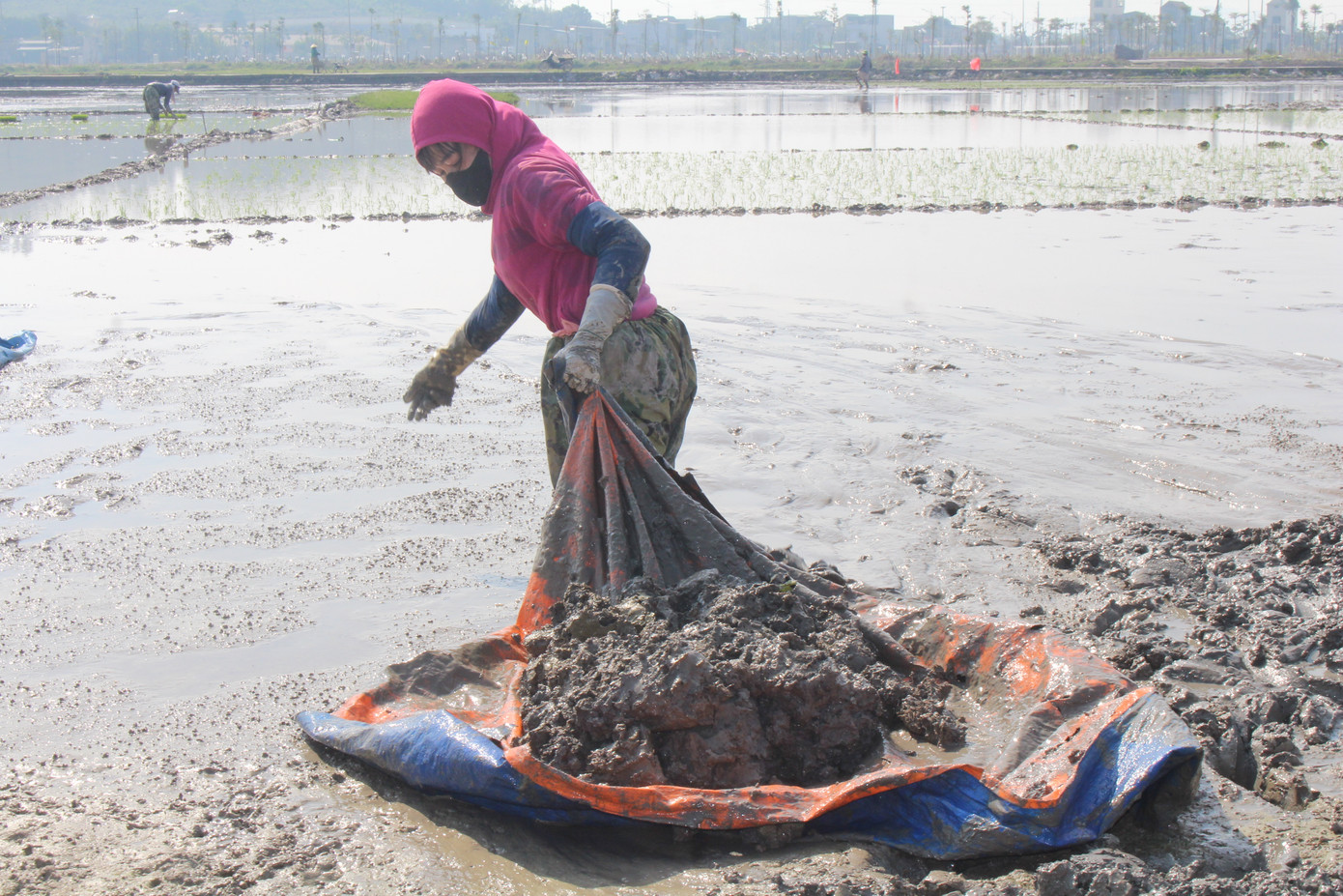 Theo ghi nhận một số địa phương, trên các cánh đồng người dân đã và đang làm đất, gieo cấy lúa.