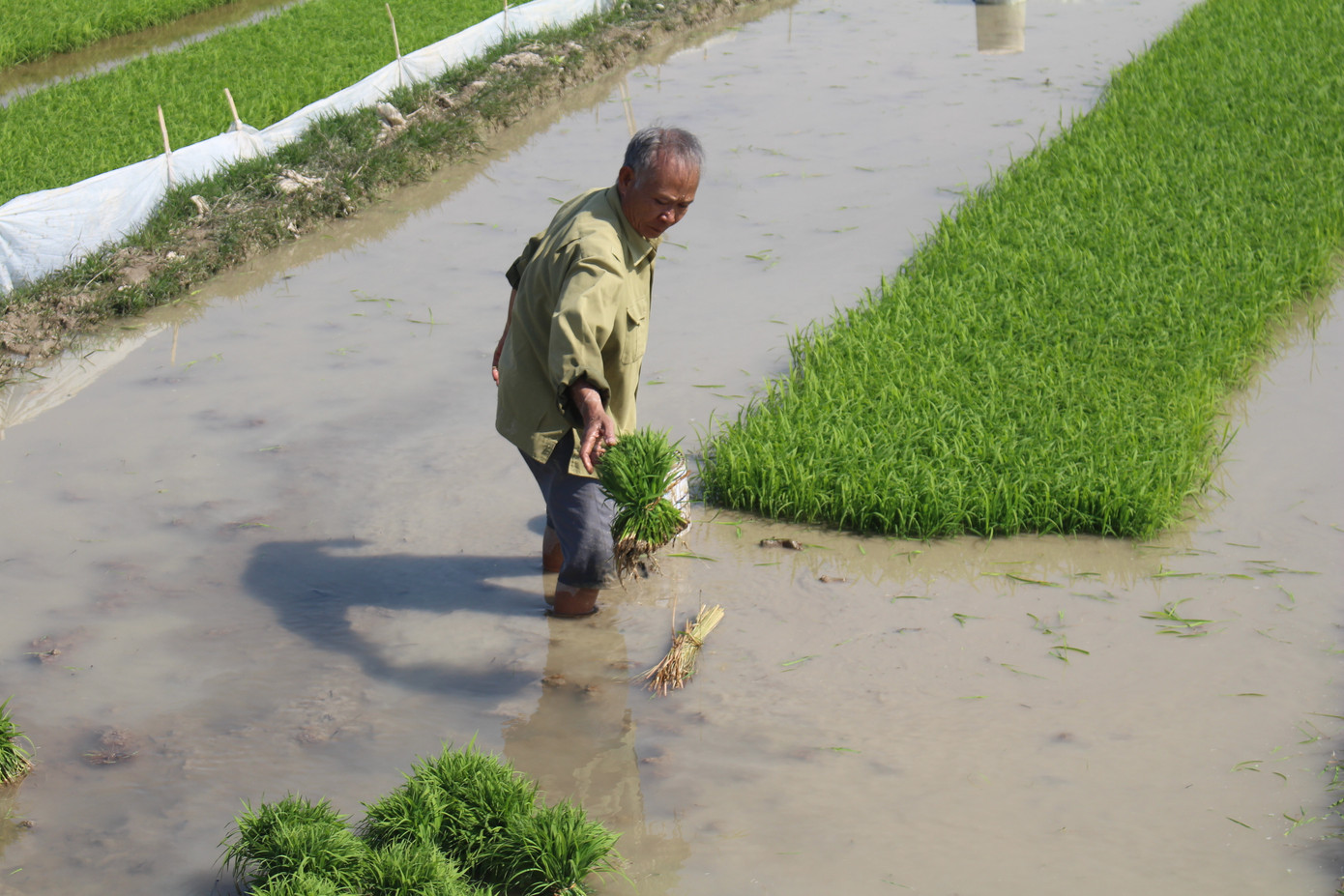 Nhổ mạ bằng tay