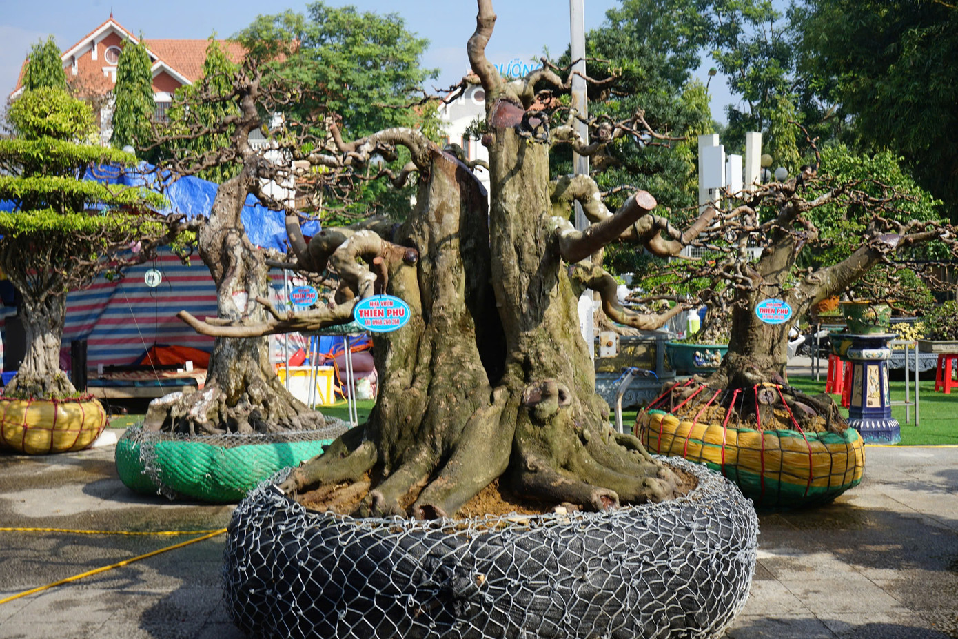 Các bộ rễ, gốc khế được các chủ cây bọc lại, bảo vệ cẩn thận