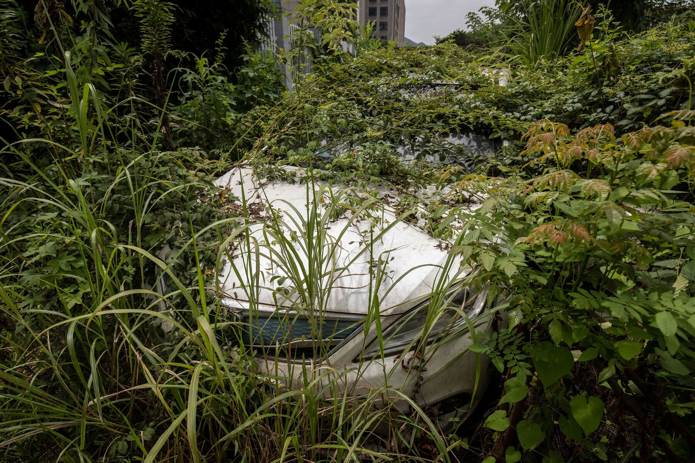 Một số xe đã bị bỏ lại quá lâu khiến cây cỏ mọc từ thùng xe. Một số xe đã bị bỏ lại quá lâu khiến cây cỏ mọc từ thùng xe.