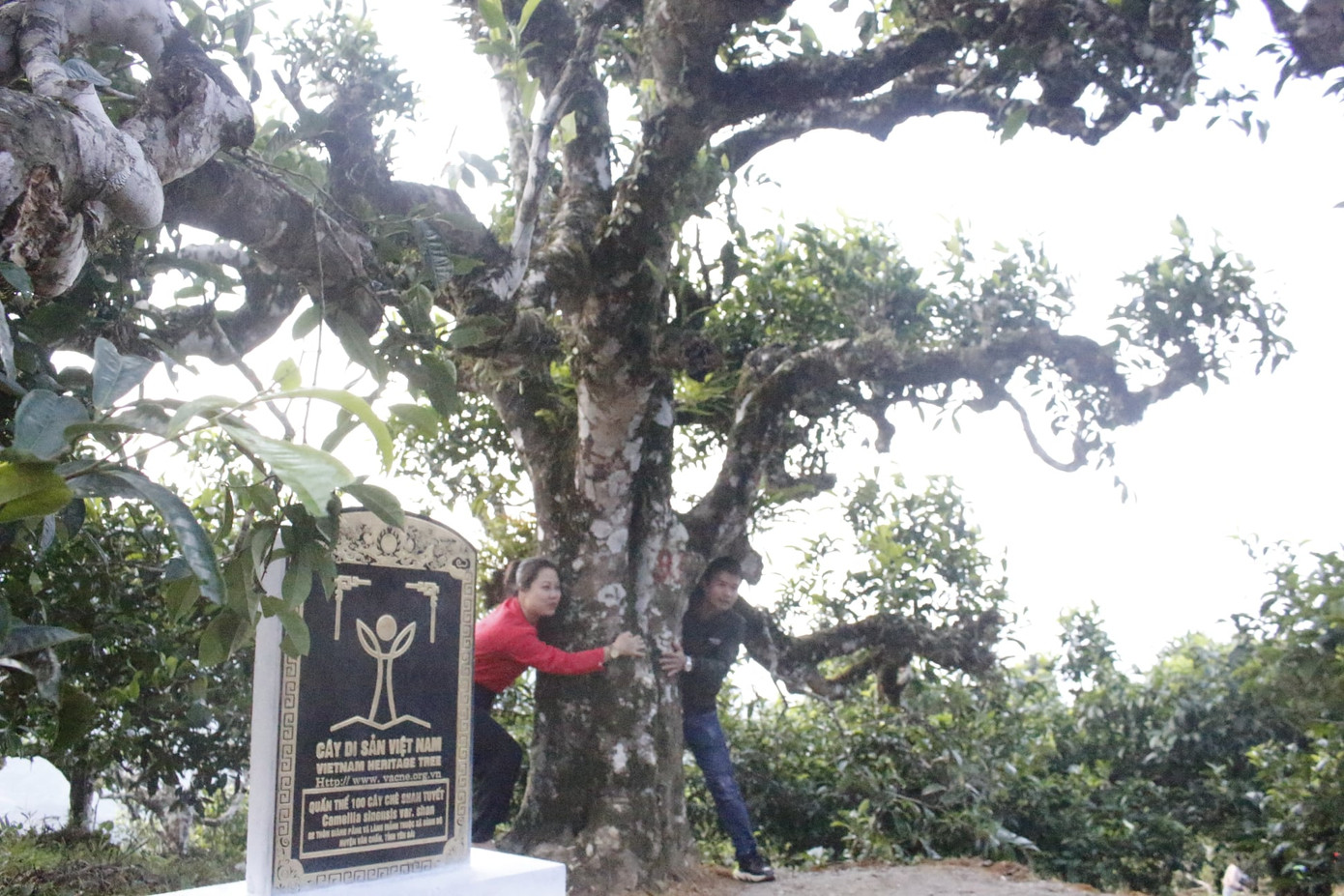 Một cây chè cổ thụ ở Tà Xùa đã được công nhận là cây di sản. Một cây chè cổ thụ ở Tà Xùa đã được công nhận là cây di sản.